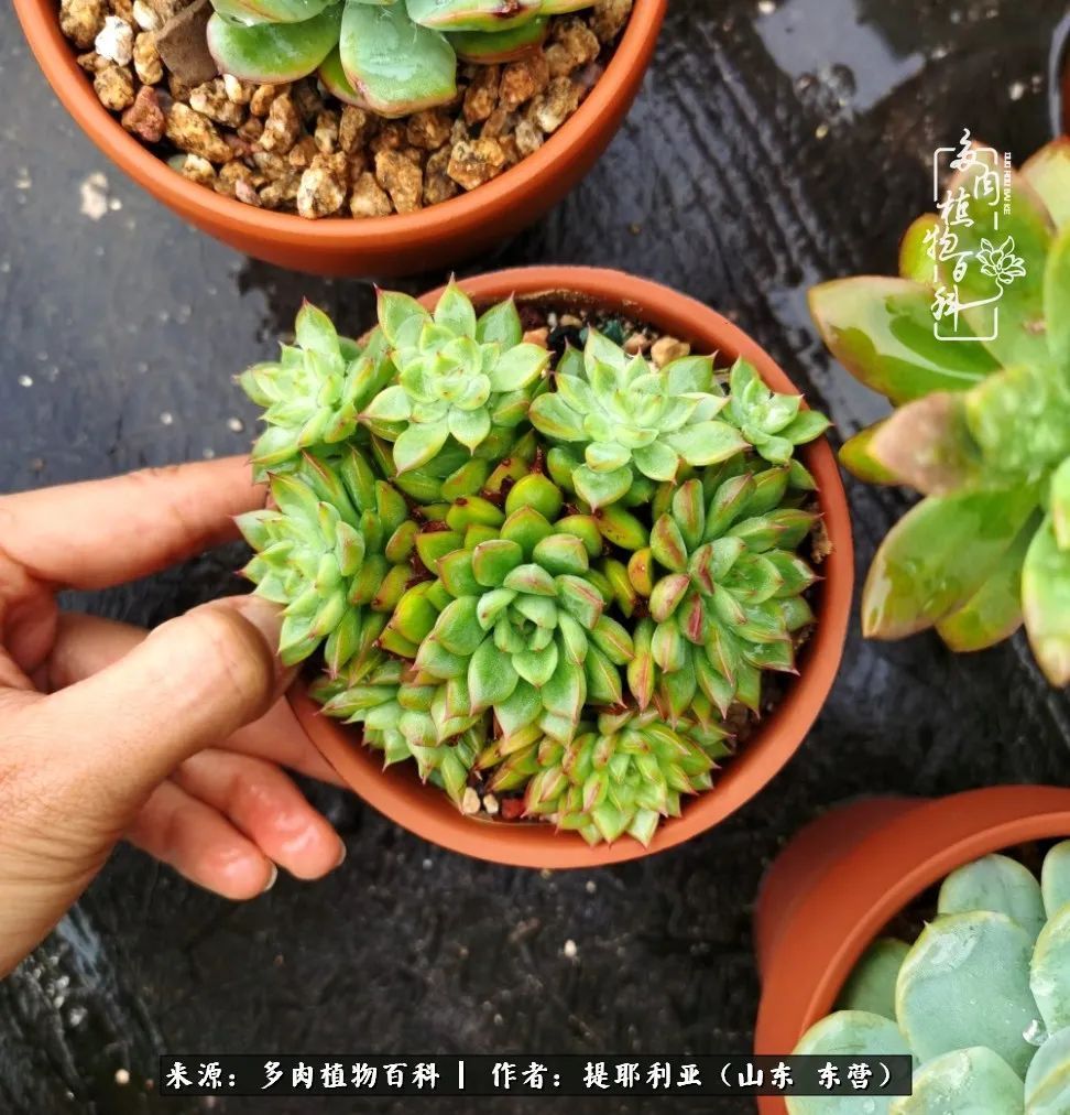 多肉植物|人如多肉，经阳光雨露历练后，亦会越挫越勇！