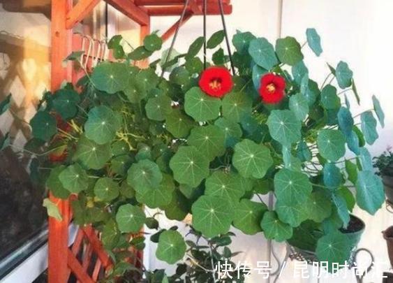 夏季养花,烦恼该给盆栽施啥肥好?学会处理废水,它们全能用