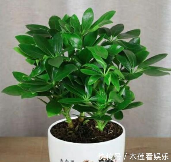 正月二十五,家里养上这4种花,招财进宝,财气旺旺来!
