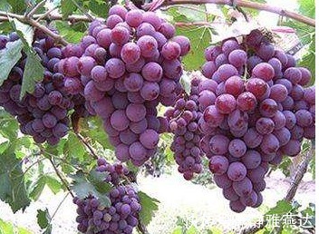 维生素c|女性不想变黄脸婆,要多吃几种食物,排毒养颜,美白祛斑,抗衰老