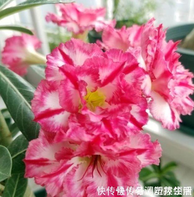 沙漠玫瑰|4种花超适合家养的，开花爆盆花期长，开起花来非常迷人