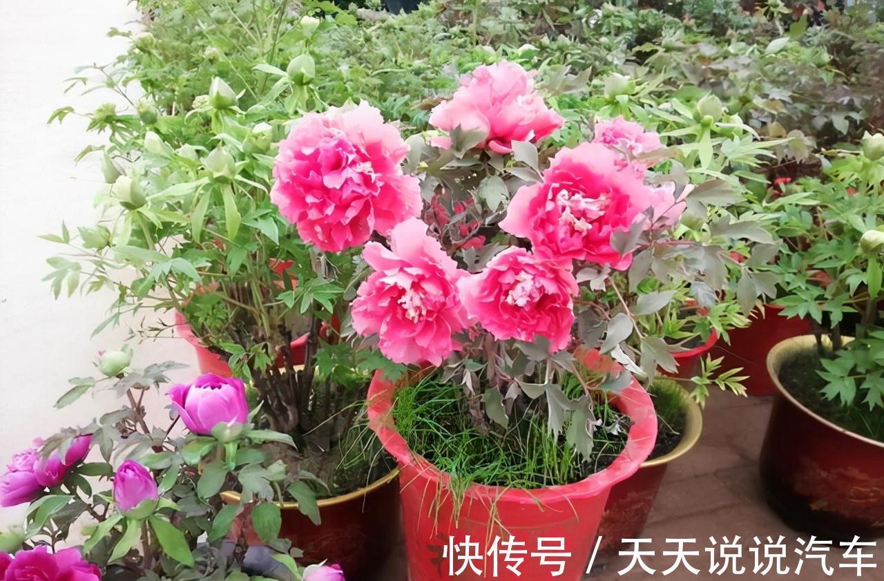 立冬后,养这10种花,切记不能多浇水,养不活都是由于手太勤