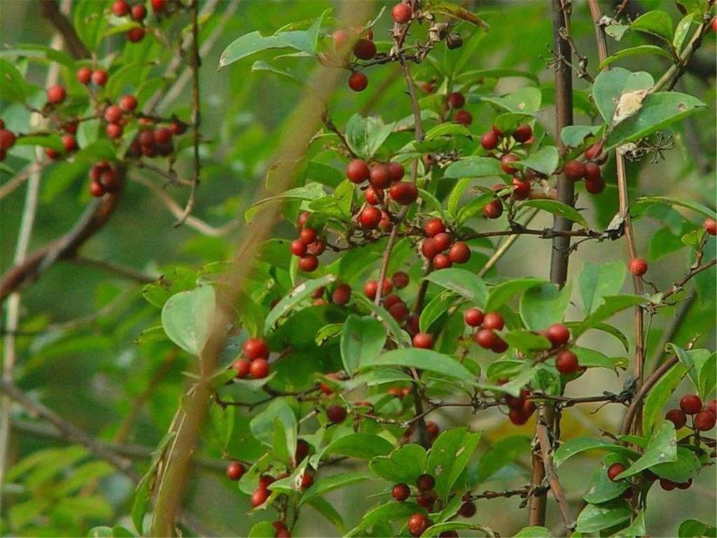 效用|有刺植物的刺是如何起源和演变的?有什么类型和效用?