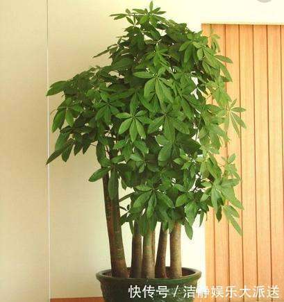 观叶|2种树,人称“招财花”,有3000万个家庭在养,看你养了没