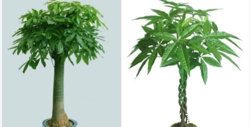 排水|养花不死,全靠盆土,用这个土养花,能活几十年