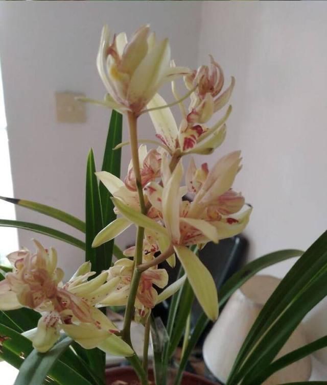 富山奇蝶|能开三季的兰花就是这种,开花优雅有香气,不娇气好养