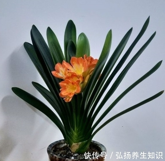 家中养君子兰,学会4个“方法”,叶片整齐油亮,棵棵开花大又艳