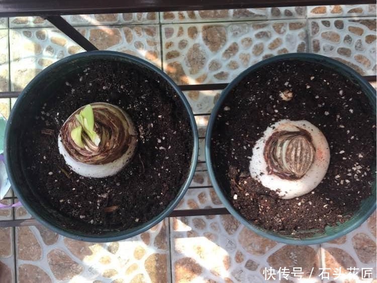 顶红种球|朱顶红栽了1个月了,没根、没叶也正常,做对3点,过年后就开花