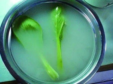 做菜什么时候放盐最好,今天终于知道答案了!!