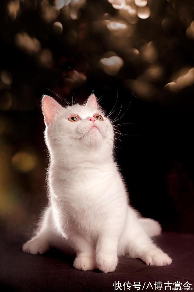 |幽默笑话:小姨子说:“今天是你五百被骗纪念日。哈哈哈……”