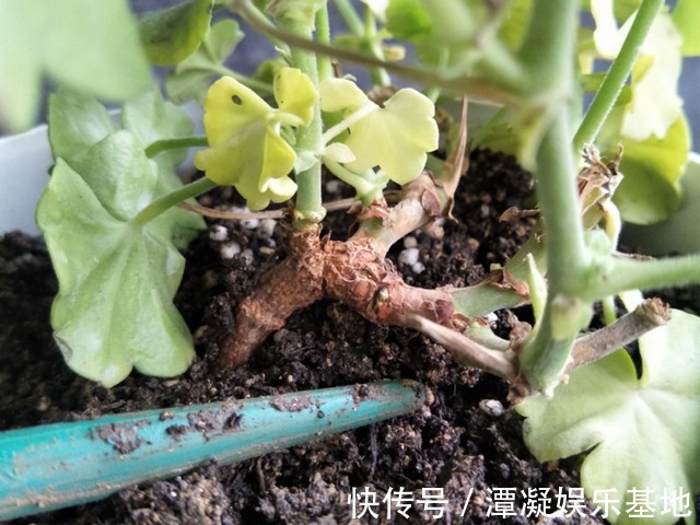 6种花淋雨就会“烂”,下雨最好放屋里,别忽视