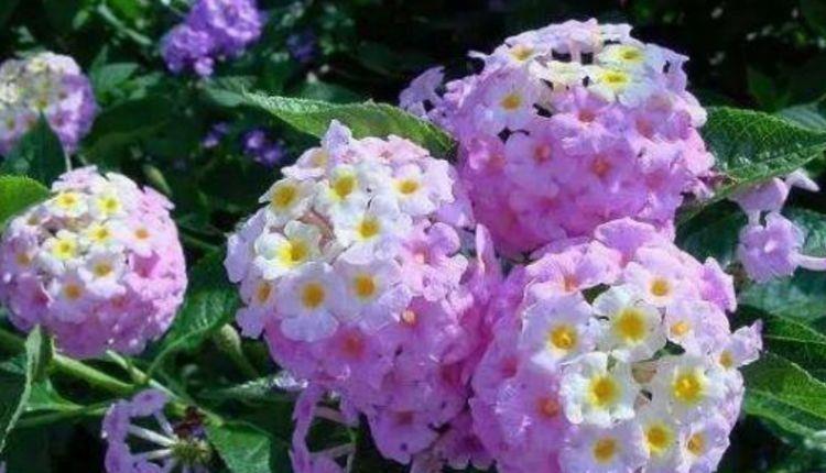 适合冬天养护的花卉,漂亮易爆盆,阳台变花海,越养越喜欢