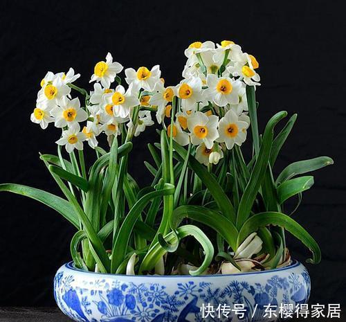 5种一次性花,好看好养开不久,年年开花年年养!