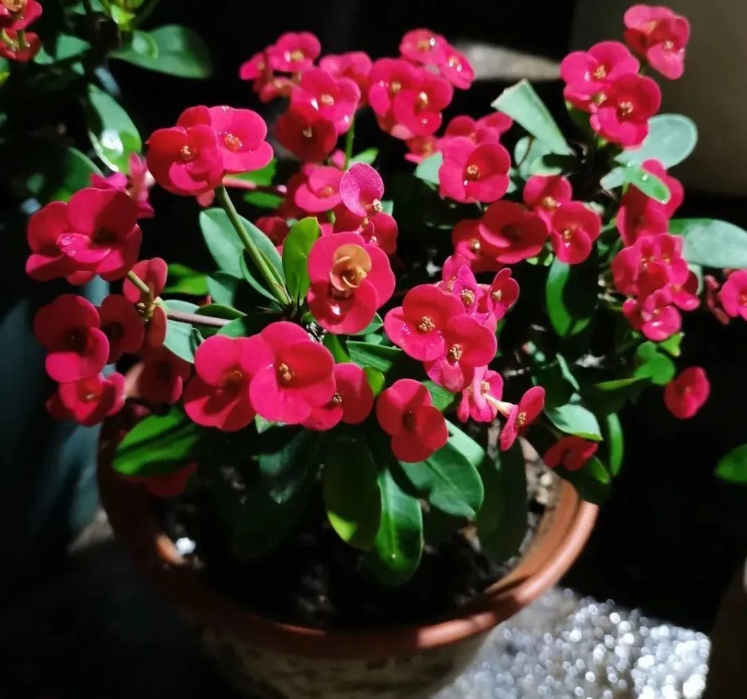 香味|卧室不能养的花,对身体有大危害,一盆也不行