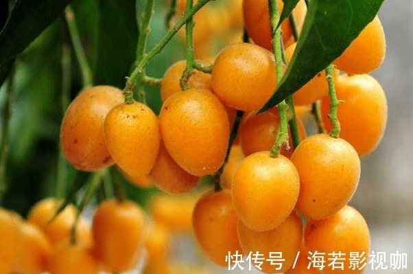 黄皮素|这才是天然的“止咳药”，每天喝一碗，止咳化痰，赶紧扔了止咳药