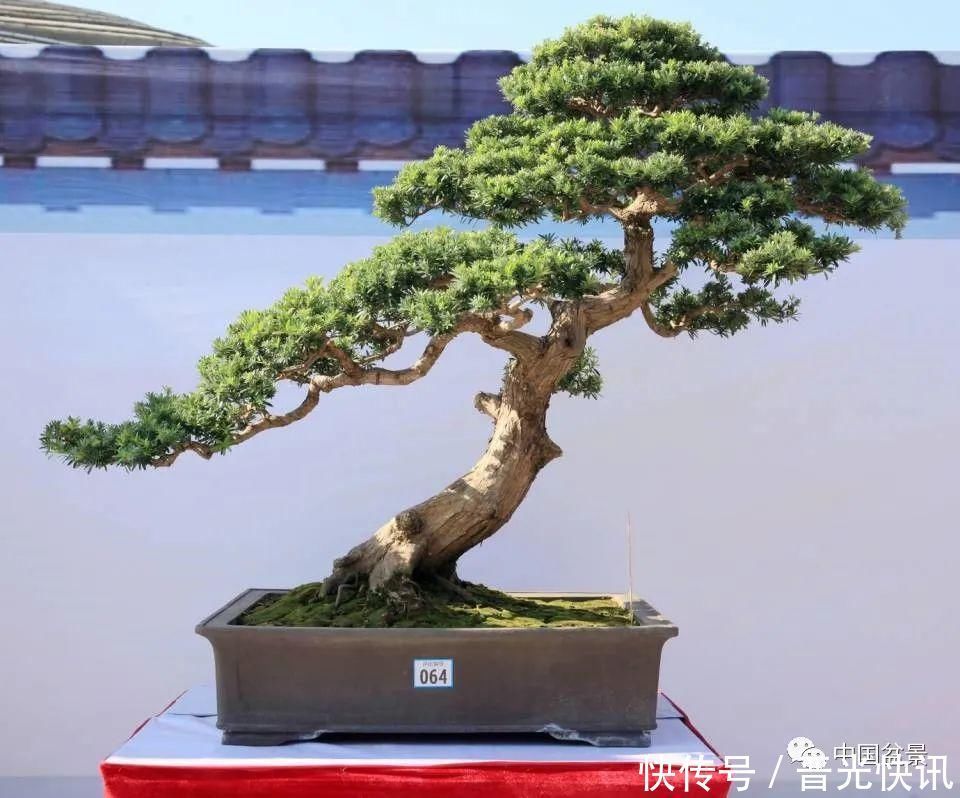 这两种盆景能当传家宝,被爱好者当“心头肉”