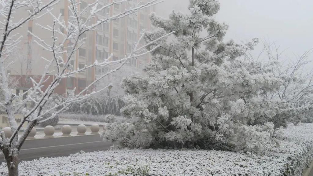 昨晚徐水又悄悄下了一场“雪”！