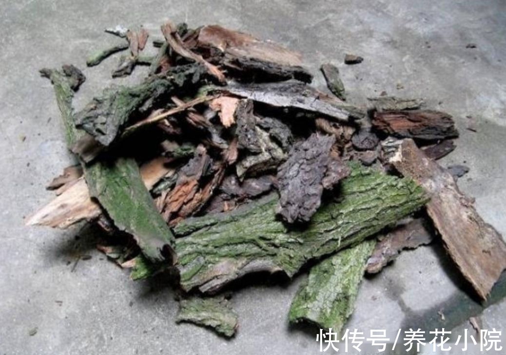 黄叶|给花卉换盆，多做1个“小动作”，避免出现烂根黄叶