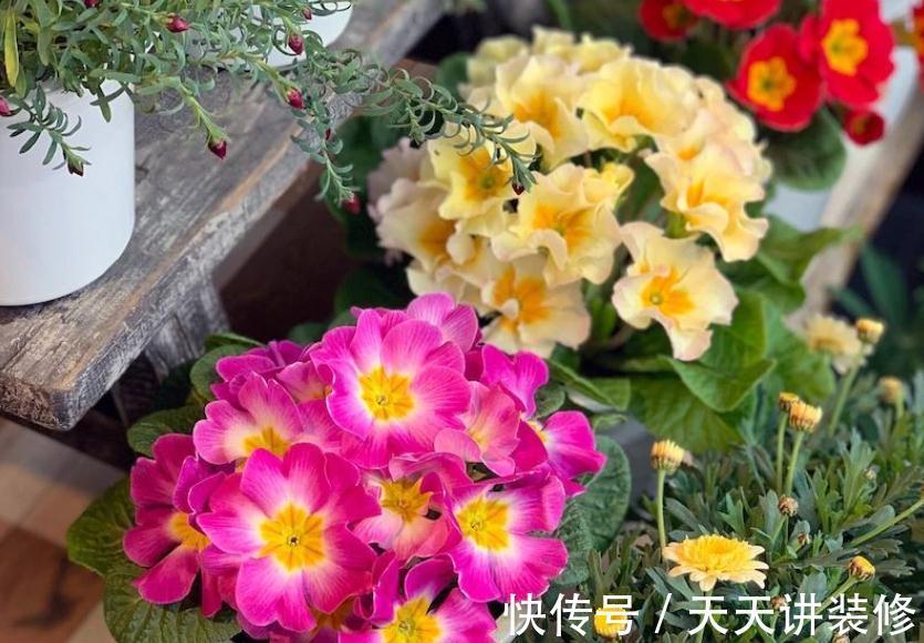 开花期|新人养花很容易上手的报春花，盆栽注意5点，开花又多又美