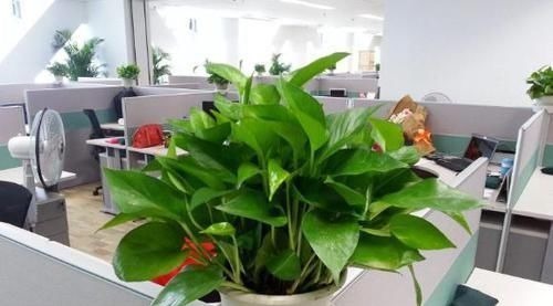 矿泉水瓶|养花:用这些“神奇水”浇灌,盆栽开花变多、叶片绿如冒油