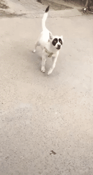 |搞笑GIF:这俩猴太皮了,跑下去只为帮乌龟翻个身