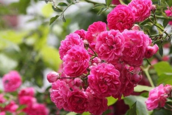 此花是代表了爱情的花，是爱情中的思念，也是寓意神圣的花