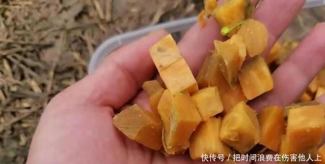 这饵料专攻鲤鱼，取材方便又简单，关键用了一次忘不了，钓过瘾了