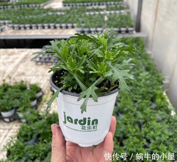 玛格丽特特容易爆盆,开花多得看不见叶,能开9个月
