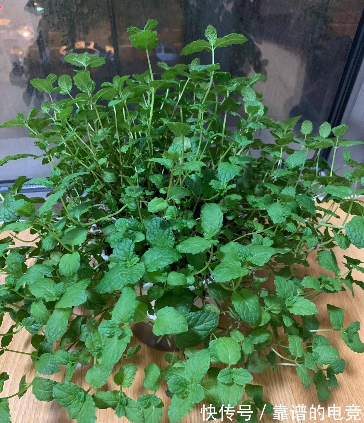 薄荷怎么过冬？做好一点，来年枝繁叶茂，迅速疯长到爆盆