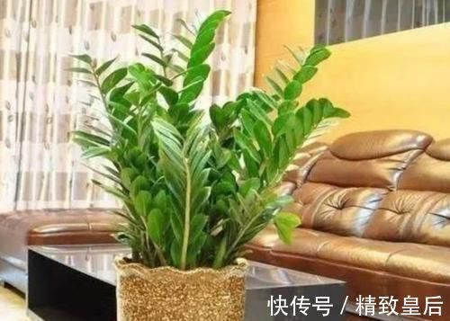 养花就养这几款,全年开花不停,颜值高,随便一养成花海!