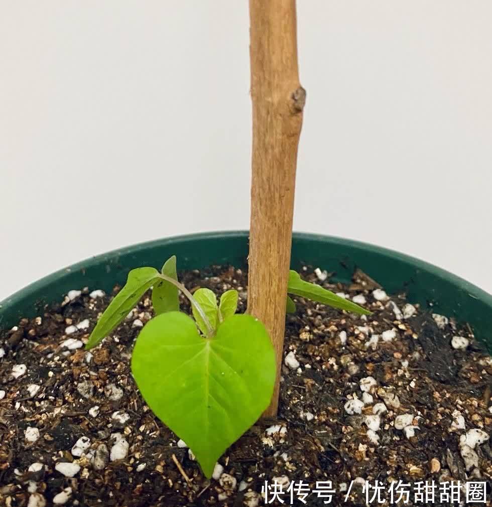 春天就养这2种花,一盆可以开一整个阳台的花儿,漂亮清新