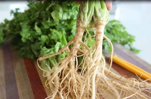 泡水|女性常喝“香菜根”泡水,三个好处主动上门,但3个事项要了解