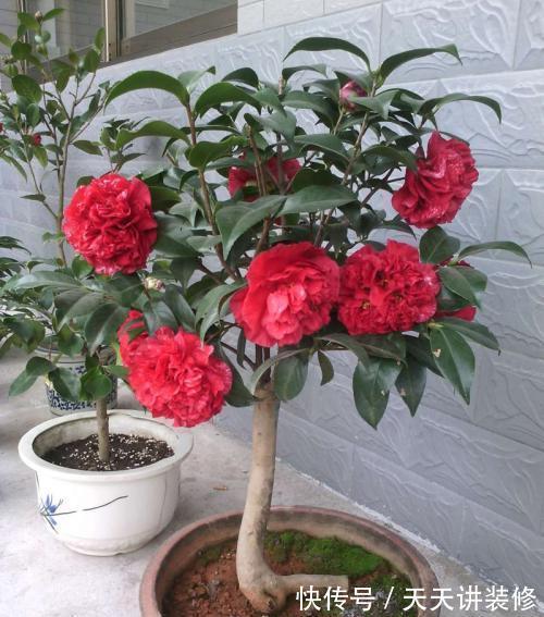 花瓣|其他茶花让让道,“茶花女王”来袭,花瓣大如盘,太美了