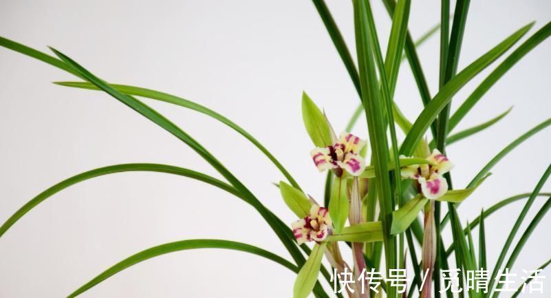 种植兰花是否需要施肥？想要种好兰花，这些点你要知道