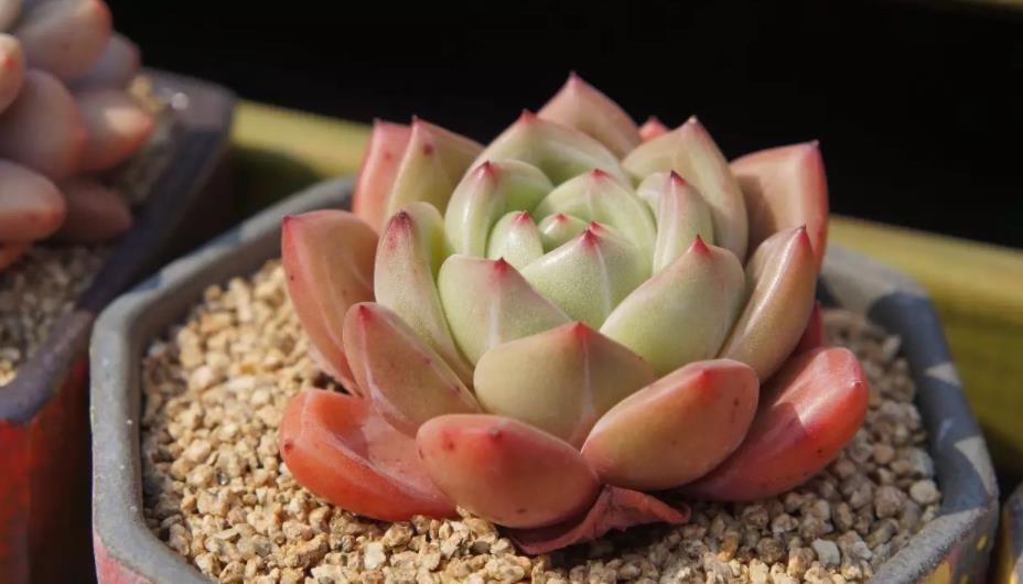 花友|夏季入手养殖多肉,磨合好这3方面,没有烦恼