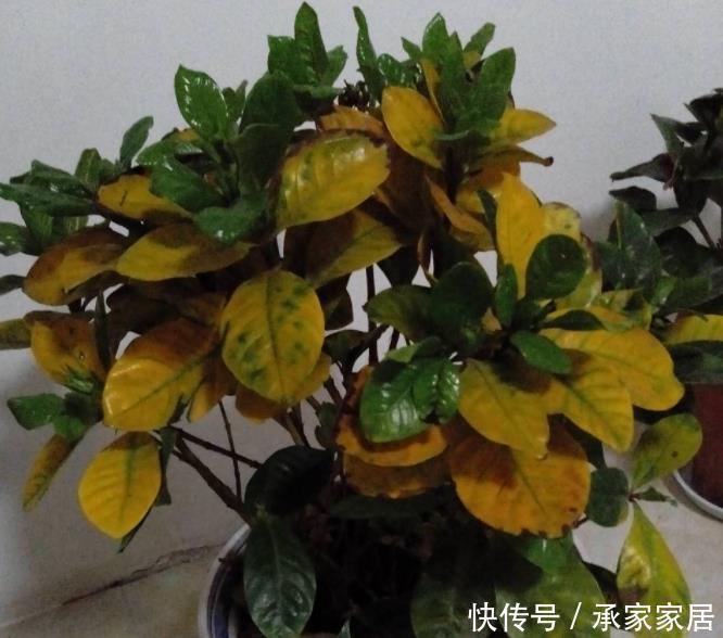 碰到这4种花再漂亮也别买，因为花钱买回来只会给自己“添堵”