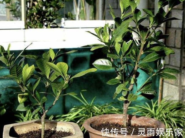 花卉|夏天养1种花,剪“1根枝条”,用来扦插9天生根,来年开花!