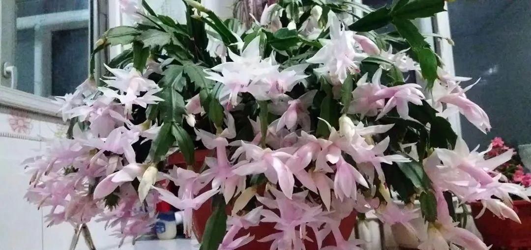 长寿|一棵长寿的花,124个花箭,开花,锅盖打开的方法