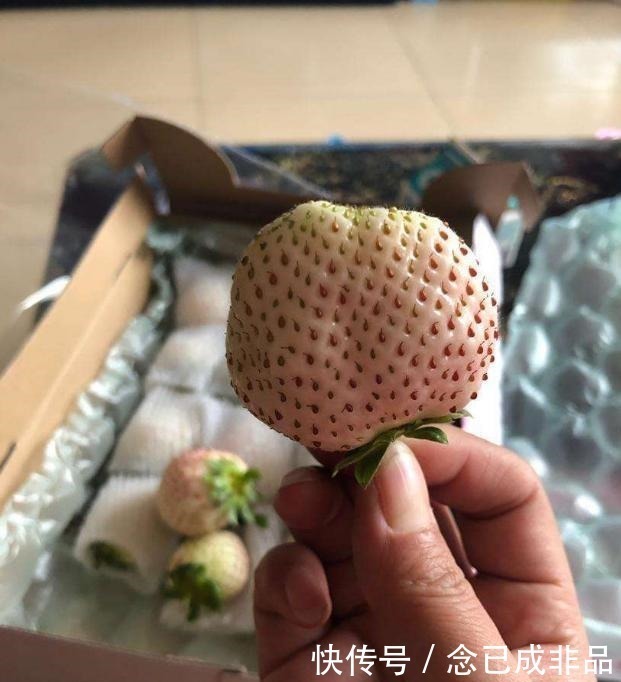 草莓|男孩捏坏超市白色草莓,宝妈的话让人无语,售货员128一斤赔吧!