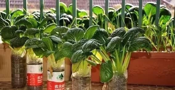 捡30个“空油桶”饮料瓶,这样种菜养花,家里都不用“买菜”了