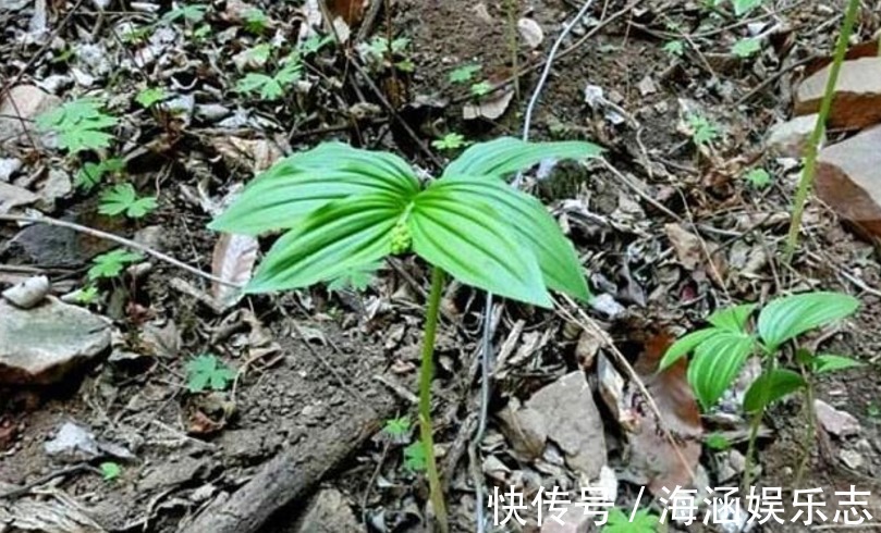 农村|农村一种草叫“鹿鞭草”，滋补效果好，男人喜欢用它泡酒喝