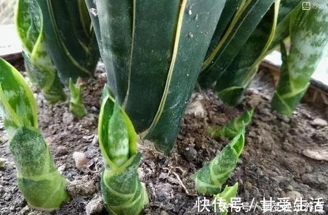 花友|这“三种花”遇水易疯长,“寓意好”吸甲醛净空气,家人少生病!