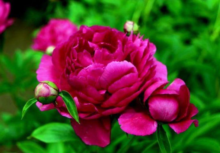 百合花|4种花深受花友的喜欢，开花爆盆很简单，美不胜收，你养了吗