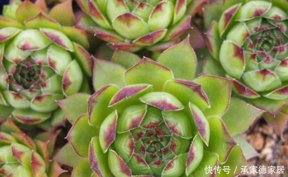  5种多肉最容易爆盆，好养好看还易爆盆，适合新手和懒人