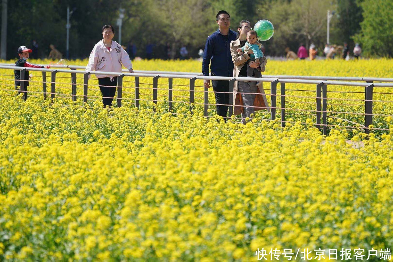 北京近郊最大的油菜花海盛放！快来丰台这个怪村“打卡”吧