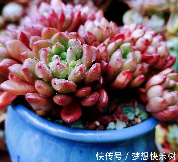 浇水|红宝石由绿变红，只需注意这5点，从众多肉中脱颖而出
