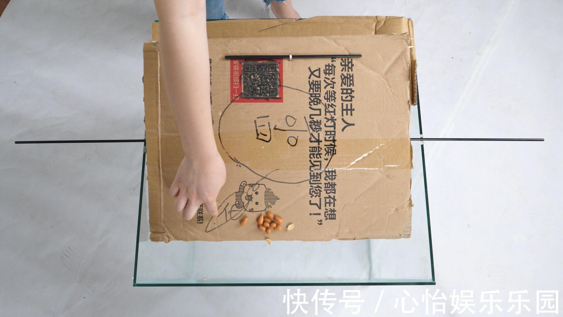 玻璃缸|家里有老鼠别急,把它放角落里,来多少抓多少,好方法简单实用
