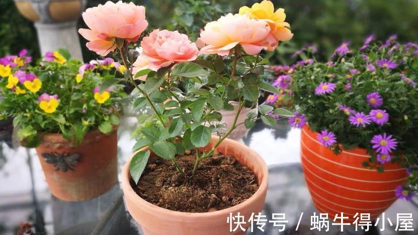 花卉|入秋后养花，这4个层面没有顾及到，生长旺期的植物一样会黄叶