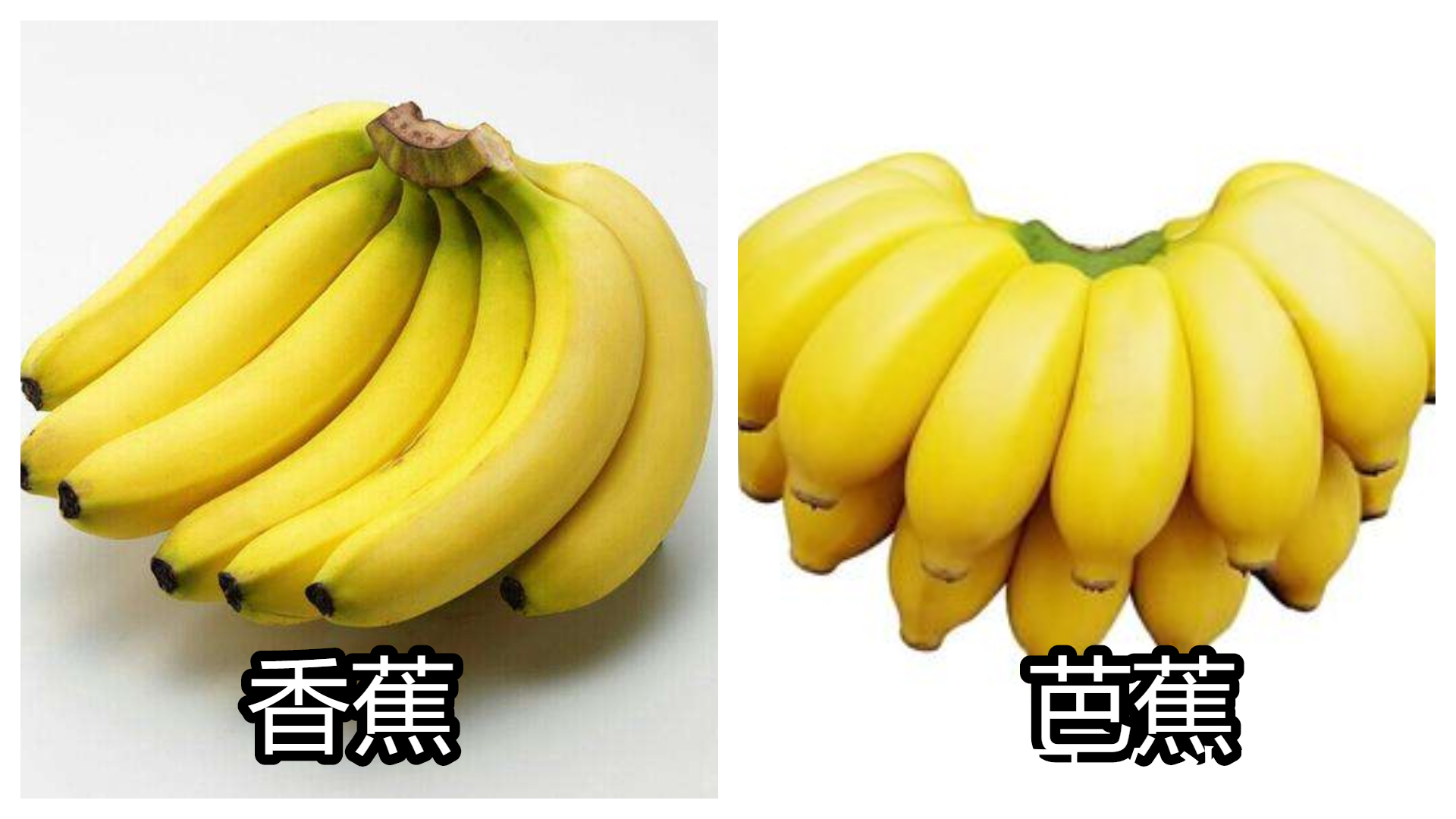 生菜英语怎么读音发音