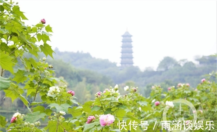 芙蓉花|早晚开花颜色不同！木芙蓉迎来盛花期